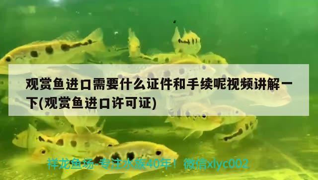 觀賞魚(yú)進(jìn)口需要什么證件和手續(xù)呢視頻講解一下(觀賞魚(yú)進(jìn)口許可證)