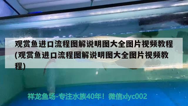 觀賞魚進(jìn)口流程圖解說明圖大全圖片視頻教程(觀賞魚進(jìn)口流程圖解說明圖大全圖片視頻教程)