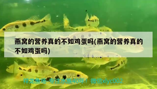 燕窩的營養(yǎng)真的不如雞蛋嗎(燕窩的營養(yǎng)真的不如雞蛋嗎)