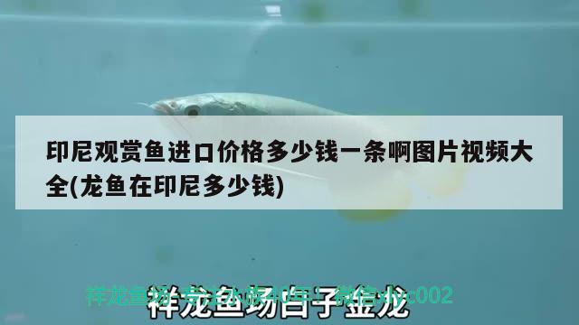 印尼觀賞魚進(jìn)口價(jià)格多少錢一條啊圖片視頻大全(龍魚在印尼多少錢)