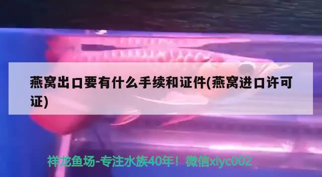 燕窩出口要有什么手續(xù)和證件(燕窩進口許可證) 馬來西亞燕窩