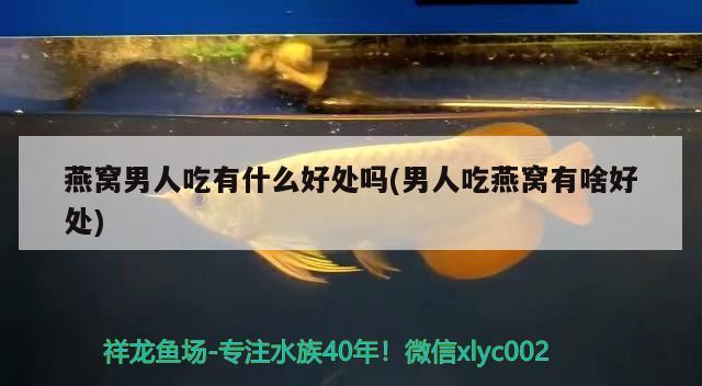 燕窩男人吃有什么好處嗎(男人吃燕窩有啥好處) 馬來西亞燕窩