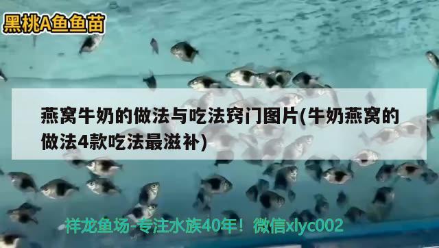 燕窩牛奶的做法與吃法竅門圖片(牛奶燕窩的做法4款吃法最滋補(bǔ)) 馬來西亞燕窩