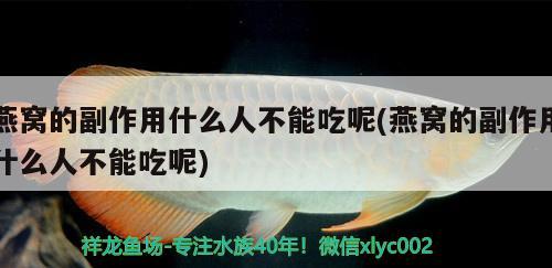 燕窩的副作用什么人不能吃呢(燕窩的副作用什么人不能吃呢) 馬來西亞燕窩