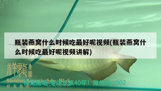 瓶裝燕窩什么時候吃最好呢視頻(瓶裝燕窩什么時候吃最好呢視頻講解) 馬來西亞燕窩