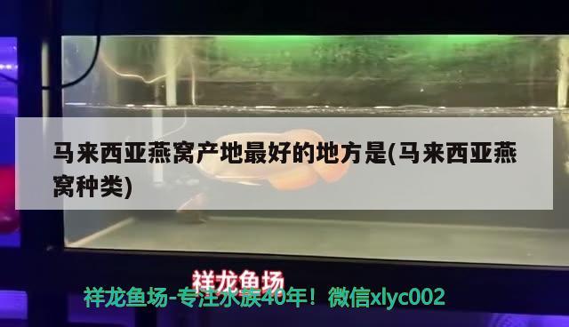 馬來西亞燕窩產(chǎn)地最好的地方是(馬來西亞燕窩種類) 馬來西亞燕窩