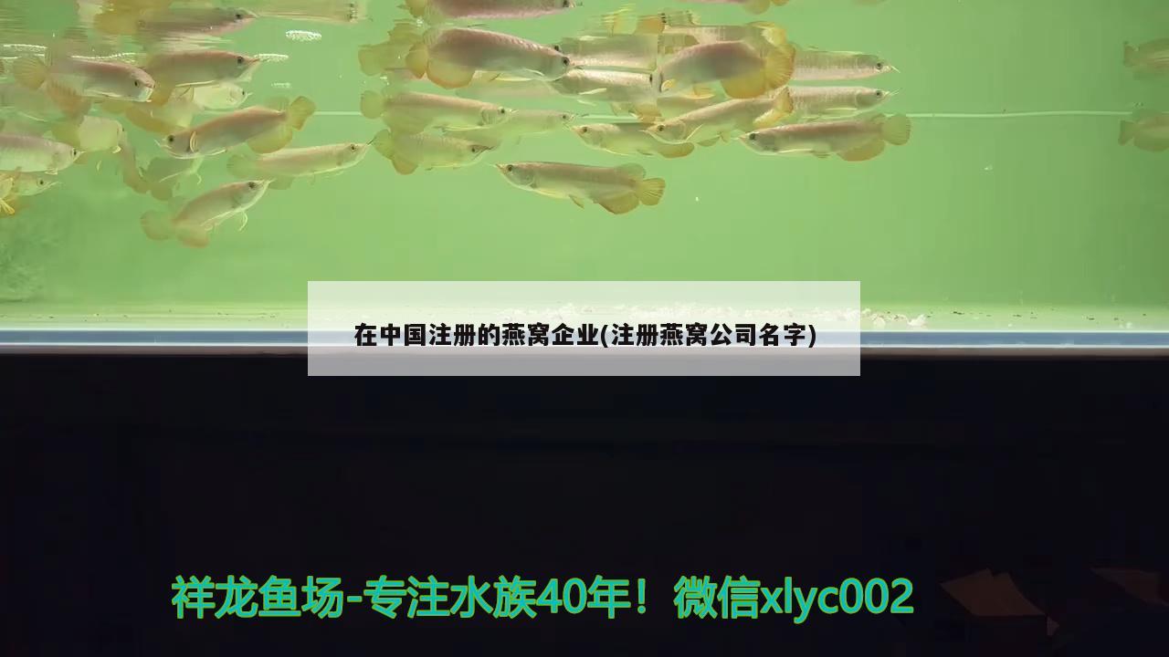 在中國注冊的燕窩企業(yè)(注冊燕窩公司名字) 馬來西亞燕窩