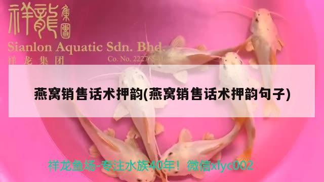 燕窩銷售話術(shù)押韻(燕窩銷售話術(shù)押韻句子) 馬來西亞燕窩