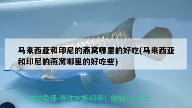 馬來西亞和印尼的燕窩哪里的好吃(馬來西亞和印尼的燕窩哪里的好吃些)