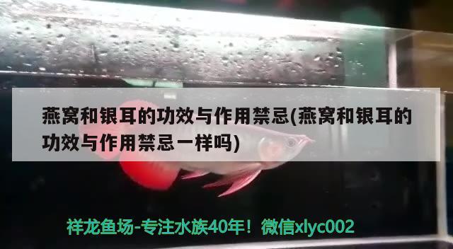 燕窩和銀耳的功效與作用禁忌(燕窩和銀耳的功效與作用禁忌一樣嗎) 馬來西亞燕窩