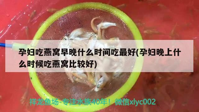 孕婦吃燕窩早晚什么時(shí)間吃最好(孕婦晚上什么時(shí)候吃燕窩比較好)