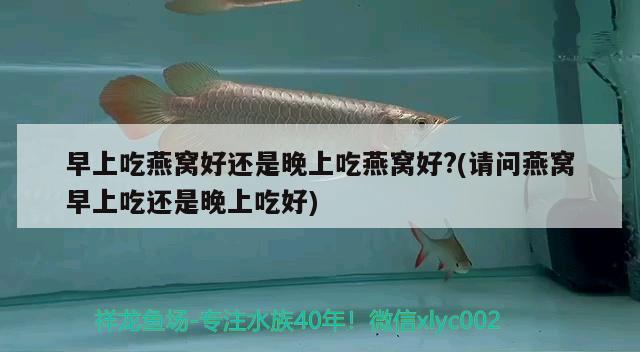 早上吃燕窩好還是晚上吃燕窩好?(請(qǐng)問(wèn)燕窩早上吃還是晚上吃好) 馬來(lái)西亞燕窩