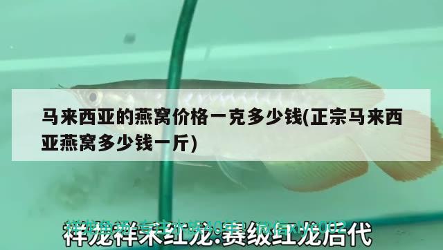 馬來西亞的燕窩價格一克多少錢(正宗馬來西亞燕窩多少錢一斤) 馬來西亞燕窩