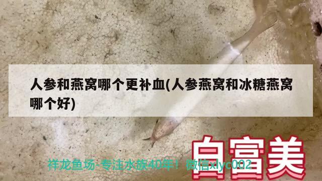 人參和燕窩哪個(gè)更補(bǔ)血(人參燕窩和冰糖燕窩哪個(gè)好) 馬來(lái)西亞燕窩