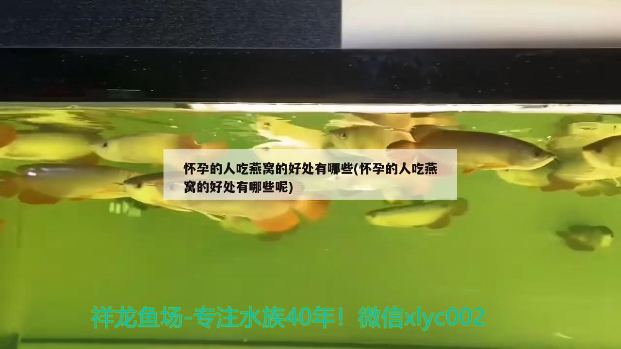 懷孕的人吃燕窩的好處有哪些(懷孕的人吃燕窩的好處有哪些呢)