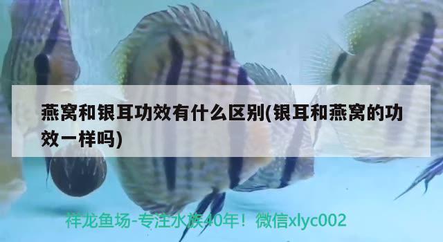 燕窩和銀耳功效有什么區(qū)別(銀耳和燕窩的功效一樣嗎) 馬來西亞燕窩 第1張