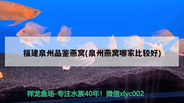 福建泉州品鑒燕窩(泉州燕窩哪家比較好) 馬來西亞燕窩