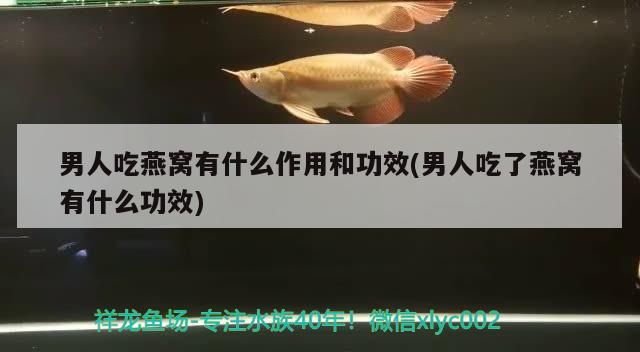 男人吃燕窩有什么作用和功效(男人吃了燕窩有什么功效) 馬來西亞燕窩