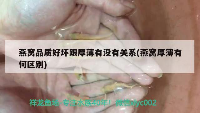 燕窩品質(zhì)好壞跟厚薄有沒有關(guān)系(燕窩厚薄有何區(qū)別) 馬來西亞燕窩