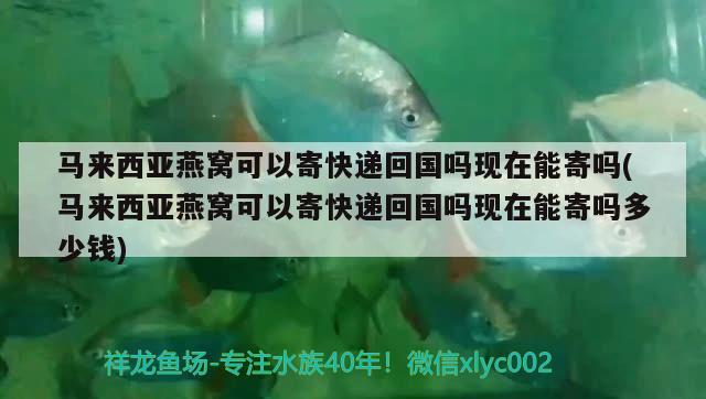 馬來西亞燕窩可以寄快遞回國嗎現(xiàn)在能寄嗎(馬來西亞燕窩可以寄快遞回國嗎現(xiàn)在能寄嗎多少錢) 馬來西亞燕窩