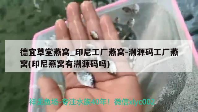 德宜草堂燕窩_印尼工廠燕窩-溯源碼工廠燕窩(印尼燕窩有溯源碼嗎)