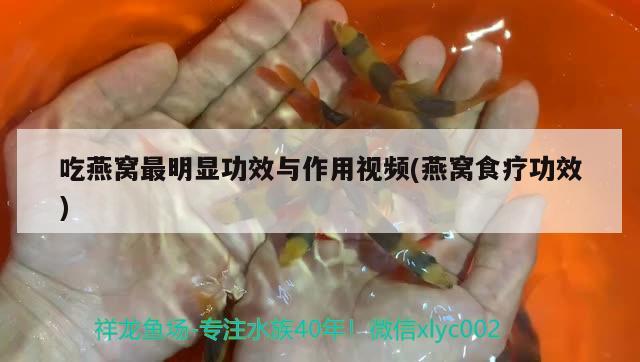 吃燕窩最明顯功效與作用視頻(燕窩食療功效) 馬來(lái)西亞燕窩 第2張