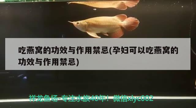 吃燕窩的功效與作用禁忌(孕婦可以吃燕窩的功效與作用禁忌) 馬來西亞燕窩