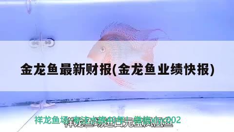 金龍魚最新財(cái)報(bào)(金龍魚業(yè)績快報(bào)) 虎紋銀版魚