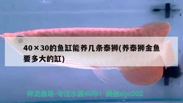 40×30的魚缸能養(yǎng)幾條泰獅(養(yǎng)泰獅金魚要多大的缸)