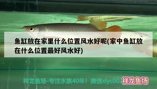 魚缸放在家里什么位置風水好呢(家中魚缸放在什么位置最好風水好)