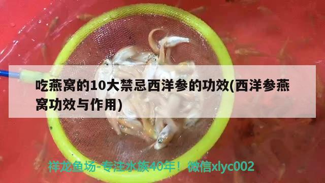 吃燕窩的10大禁忌西洋參的功效(西洋參燕窩功效與作用) 馬來(lái)西亞燕窩