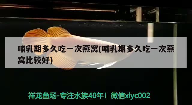 哺乳期多久吃一次燕窩(哺乳期多久吃一次燕窩比較好) 馬來西亞燕窩