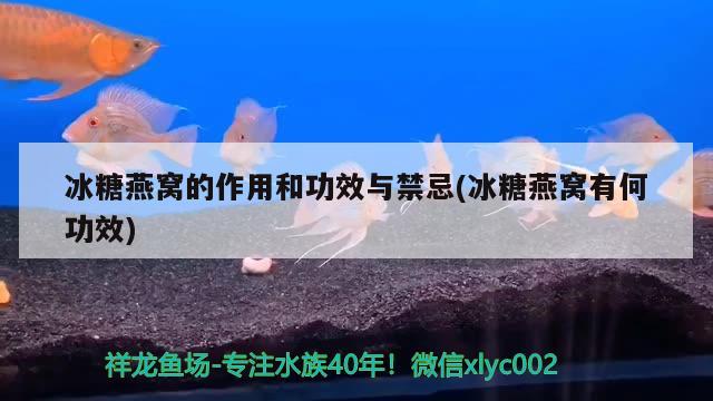 冰糖燕窩的作用和功效與禁忌(冰糖燕窩有何功效)