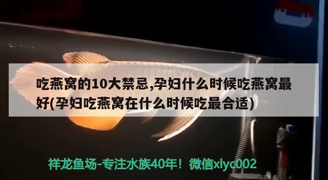 吃燕窩的10大禁忌,孕婦什么時候吃燕窩最好(孕婦吃燕窩在什么時候吃最合適)