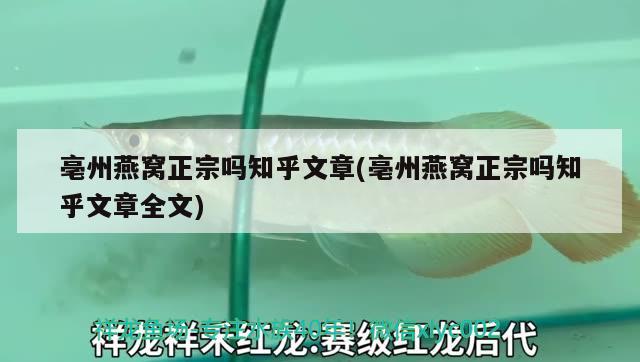 亳州燕窩正宗嗎知乎文章(亳州燕窩正宗嗎知乎文章全文) 馬來西亞燕窩