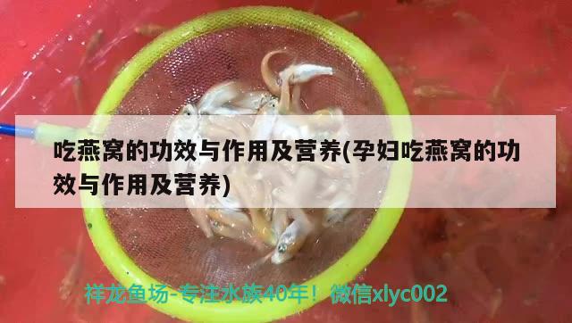 吃燕窩的功效與作用及營養(yǎng)(孕婦吃燕窩的功效與作用及營養(yǎng))