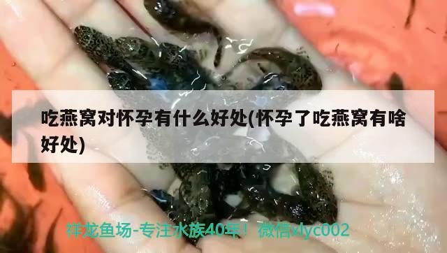 吃燕窩對懷孕有什么好處(懷孕了吃燕窩有啥好處) 馬來西亞燕窩