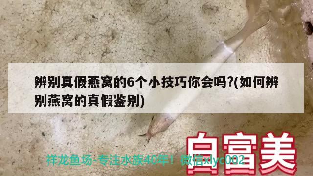 辨別真假燕窩的6個(gè)小技巧你會(huì)嗎?(如何辨別燕窩的真假鑒別) 馬來西亞燕窩