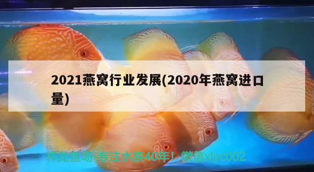 2021燕窩行業(yè)發(fā)展(2020年燕窩進(jìn)口量) 馬來(lái)西亞燕窩