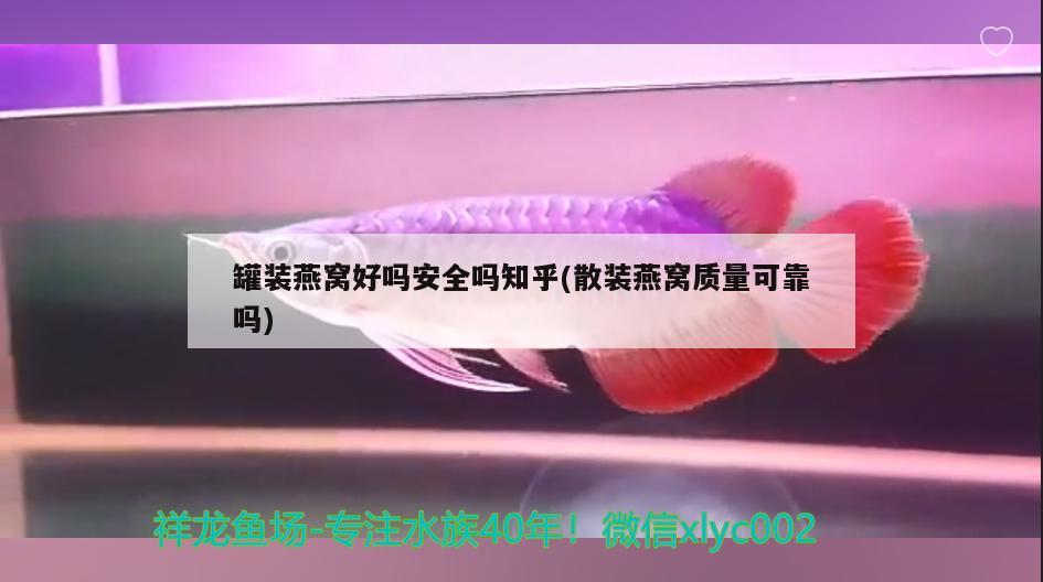 罐裝燕窩好嗎安全嗎知乎(散裝燕窩質(zhì)量可靠嗎)