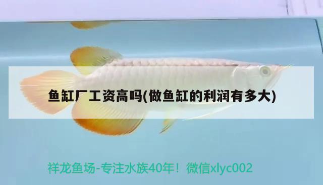 魚缸廠工資高嗎(做魚缸的利潤有多大) 噴點菠蘿魚