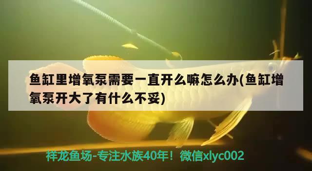 魚缸里增氧泵需要一直開么嘛怎么辦(魚缸增氧泵開大了有什么不妥) 圣菲埃及魚