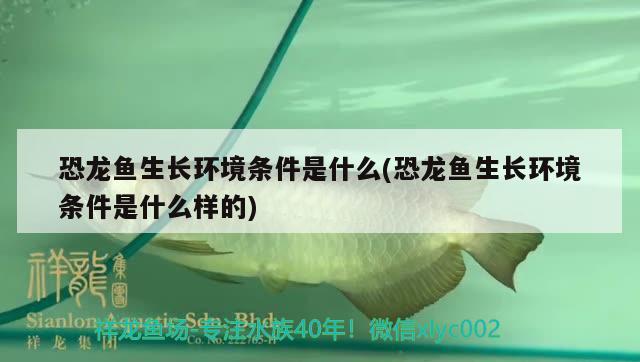 恐龍魚生長(zhǎng)環(huán)境條件是什么(恐龍魚生長(zhǎng)環(huán)境條件是什么樣的) 鸚鵡魚