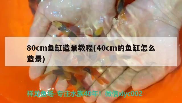 80cm魚缸造景教程(40cm的魚缸怎么造景) 福魟魟魚