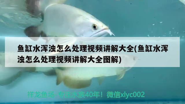 魚(yú)缸水渾濁怎么處理視頻講解大全(魚(yú)缸水渾濁怎么處理視頻講解大全圖解) 紅龍魚(yú)百科