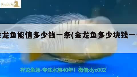 金龍魚能值多少錢一條(金龍魚多少塊錢一條)