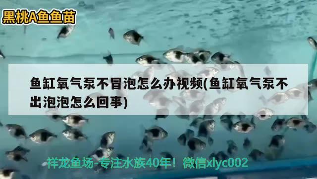 魚缸氧氣泵不冒泡怎么辦視頻(魚缸氧氣泵不出泡泡怎么回事)