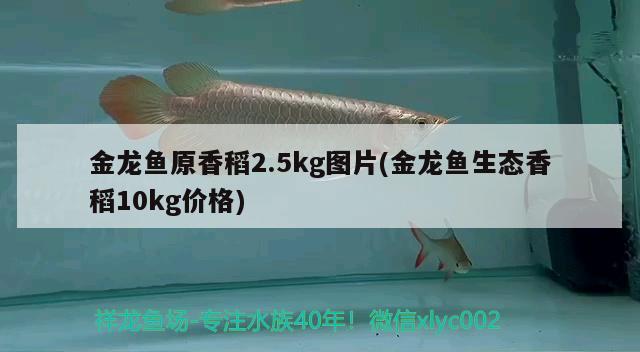 金龍魚(yú)原香稻2.5kg圖片(金龍魚(yú)生態(tài)香稻10kg價(jià)格) 黃金斑馬魚(yú)