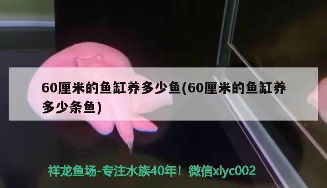 60厘米的魚缸養(yǎng)多少魚(60厘米的魚缸養(yǎng)多少條魚) 泰國虎魚（泰虎）