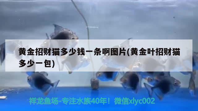 黃金招財貓多少錢一條啊圖片(黃金葉招財貓多少一包) 黃金招財貓魚